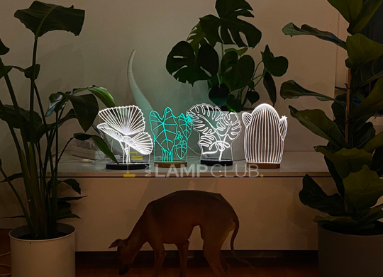 Palma Licuala – Jungle Series